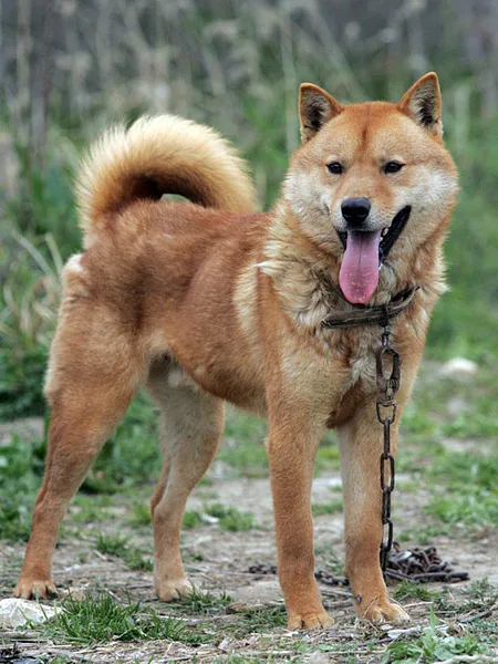 A Jindo