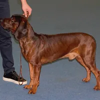 Bavarian Mountain Scent Hound, picture 3 of 3