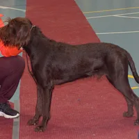 Pudelpointer, picture 5 of 6