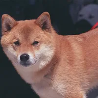Shiba Inu