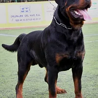 Rottweiler, picture 8 of 9