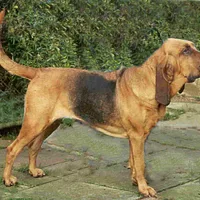Bloodhound, picture 2 of 8
