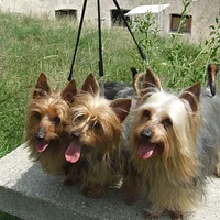 Silky Terrier, picture 7 of 8