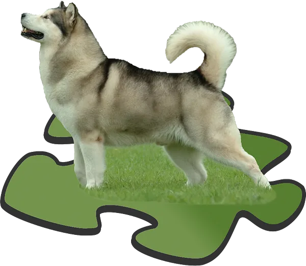 Alaskan Malamute