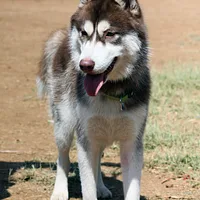 Siberian Husky, picture 2 of 4