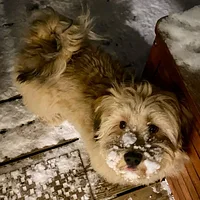 Havanese, picture 3 of 4