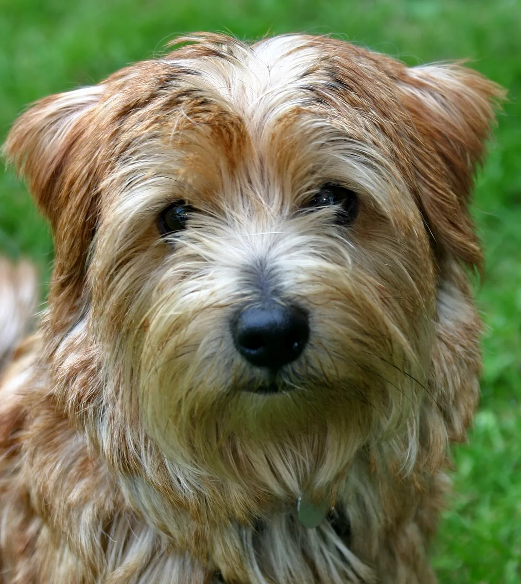 Norfolk Terrier dog, photographed by Nutak