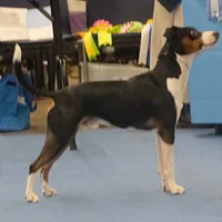 Rat Terrier, picture 9 of 10