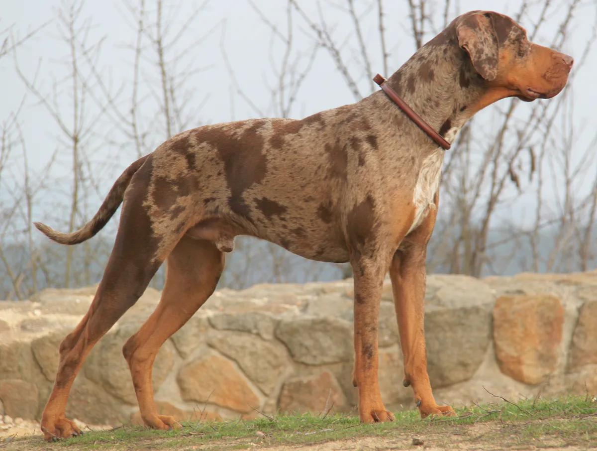 Catahoula Leopard Dog dog, photographed by Richárd Bolyós
