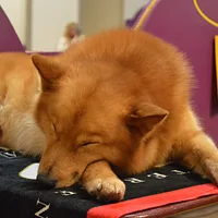 Finnish Spitz, picture 9 of 10