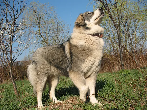 A Romanian Carpathian Shepherd