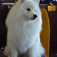 American Eskimo Dog