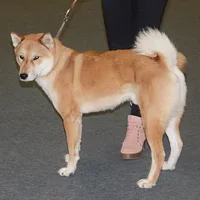 Shikoku, picture 2 of 5