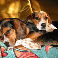 Beagle, picture 6 of 7
