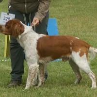 French Spaniel