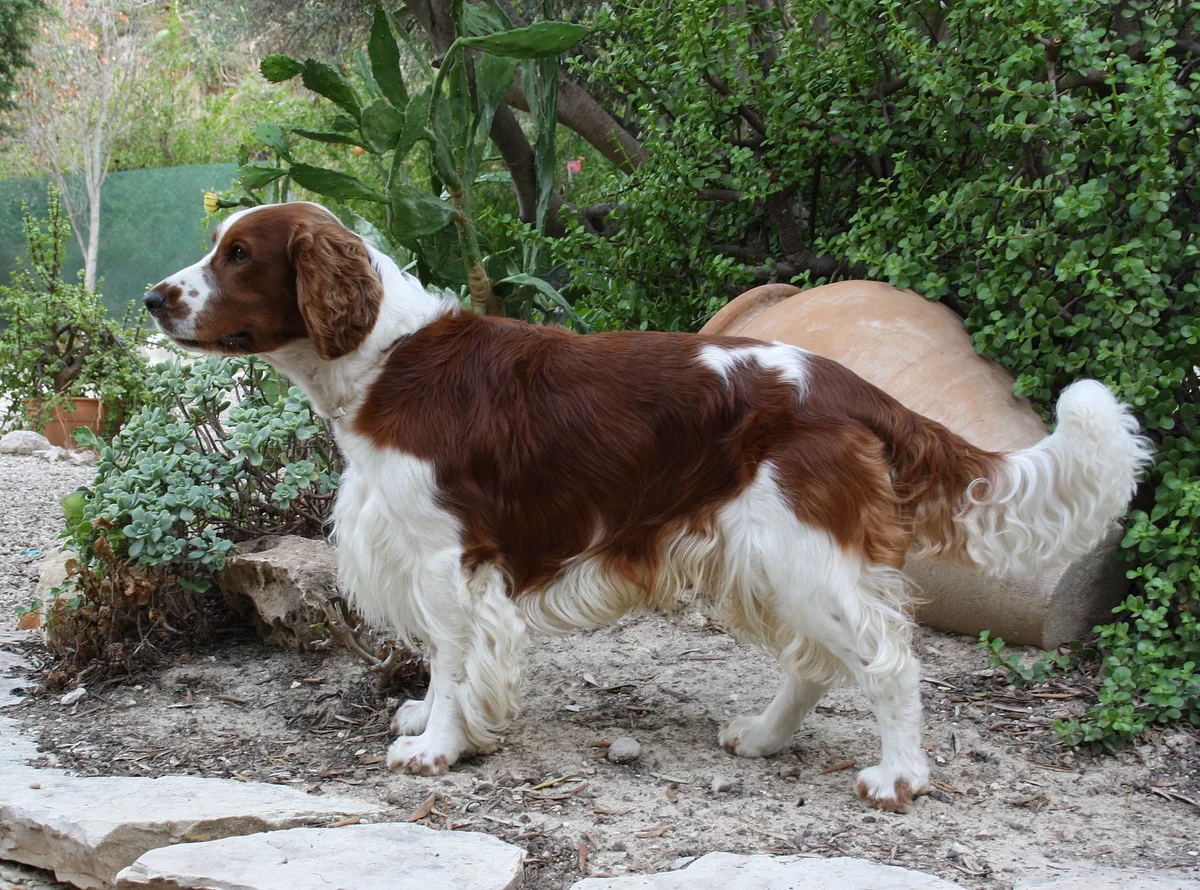 Welsh Springer Spaniel dog, photographed by Udo Tjalsma