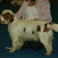 Clumber Spaniel