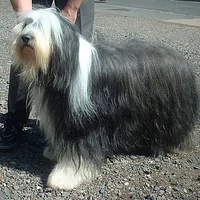 Bearded Collie