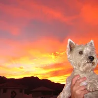 West Highland White Terrier, picture 7 of 8