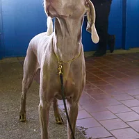 Weimaraner
