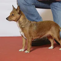 Portuguese Podengo