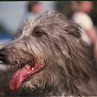 Scottish Deerhound, picture 2 of 9