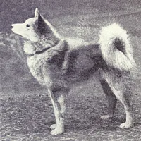 Finnish Spitz