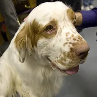 Clumber Spaniel, picture 8 of 9