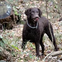 Curly-Coated Retriever, picture 7 of 9