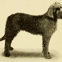 Otterhound, picture 2 of 8