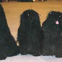 Puli, picture 9 of 9