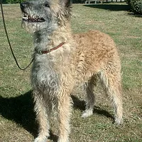 Belgian Laekenois