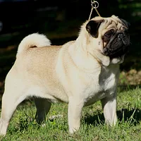 Pug, picture 3 of 8