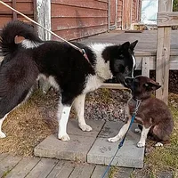 Karelian Bear Dog, picture 9 of 9