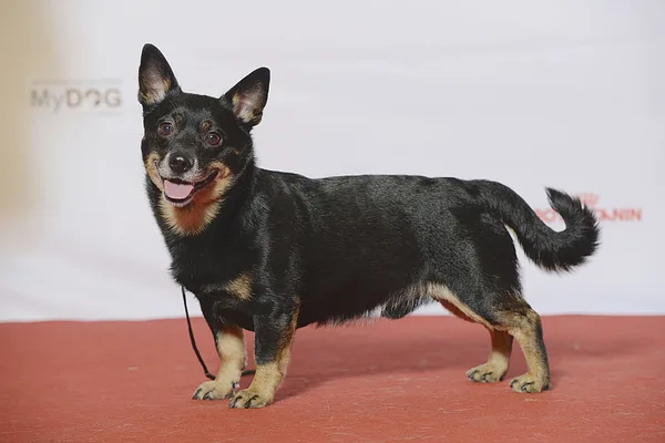 A Lancashire Heeler