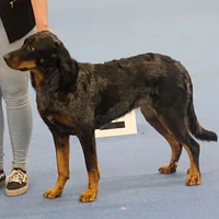 Beauceron