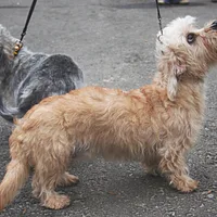 Dandie Dinmont Terrier, picture 7 of 8