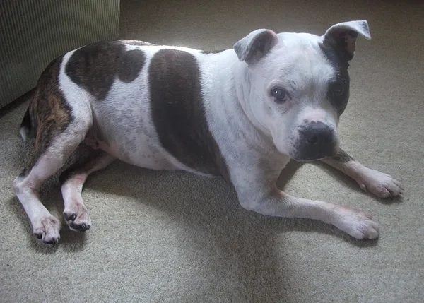 A Staffordshire Bull Terrier