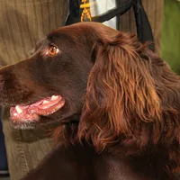 Deutscher Wachtelhund, picture 5 of 9