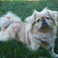 Pekingese, picture 1 of 7
