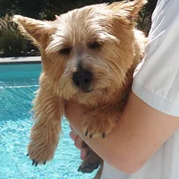 Norwich Terrier, picture 9 of 10