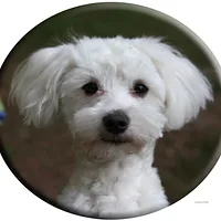 Maltese, picture 4 of 8