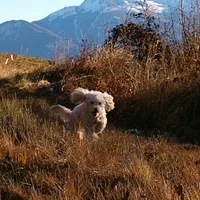 Poodle (Miniature), picture 4 of 9