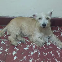 Standard Schnauzer, picture 4 of 7