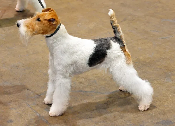 A Smooth Fox Terrier