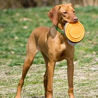 Vizsla, picture 5 of 8