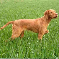 Wirehaired Vizsla, picture 5 of 10