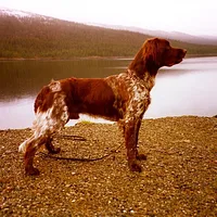Small Munsterlander