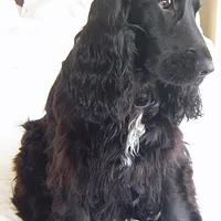 English Cocker Spaniel, picture 4 of 10