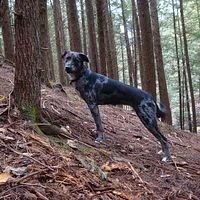 Catahoula Leopard Dog, picture 6 of 10